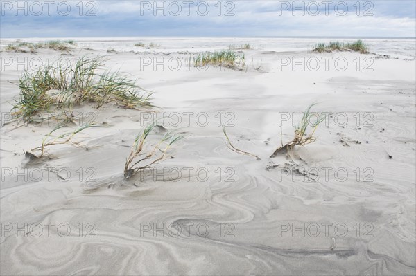 Foreshore dunes on Juist