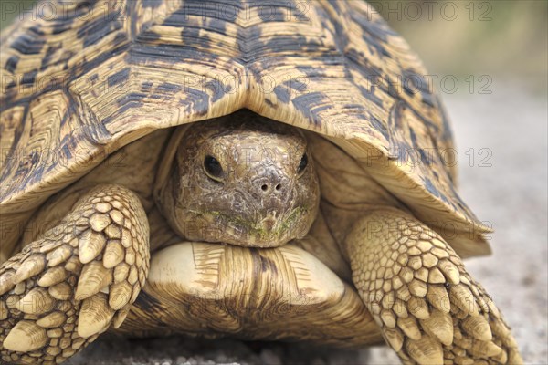 Leopard tortoise