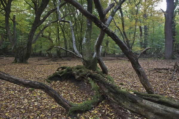 Old European hornbeams