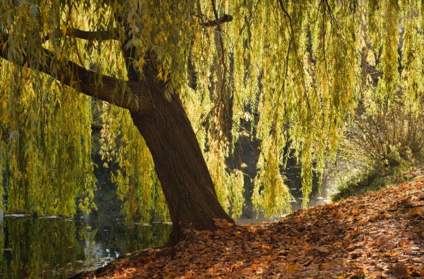 Weeping willow on the banks of the Neckar