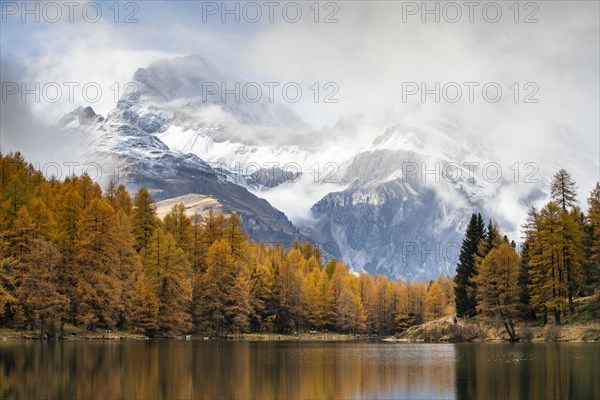 Autumnal larch forest at Lake Lake Palpuogna