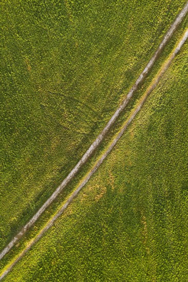 Field path through mowed meadow