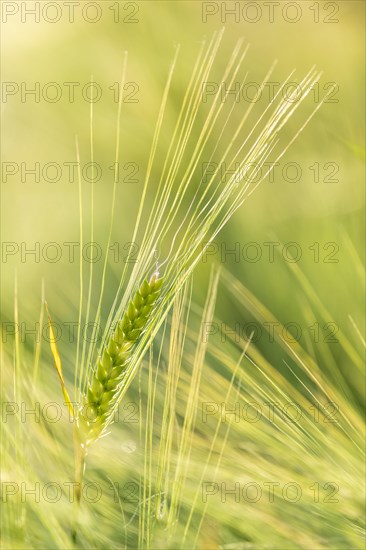 Barley ear