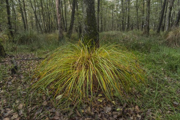 Greater Tussock Sedge