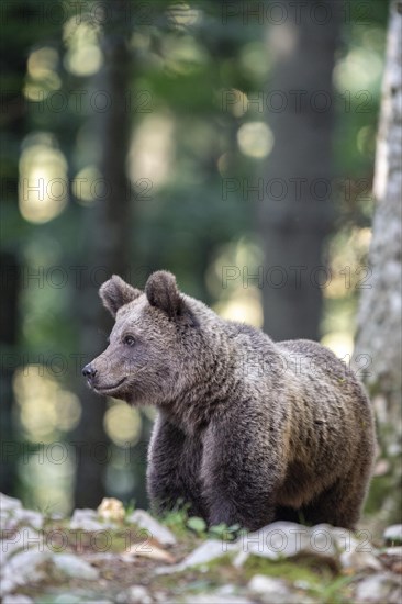 European brown bear