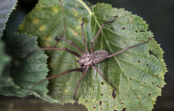 Large angle spider