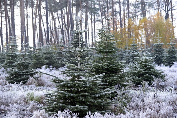 Abies nordmannianas