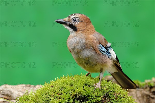 Eurasian jay