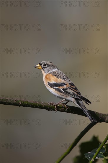 Brambling