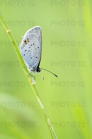 Gossamer winged butterfly