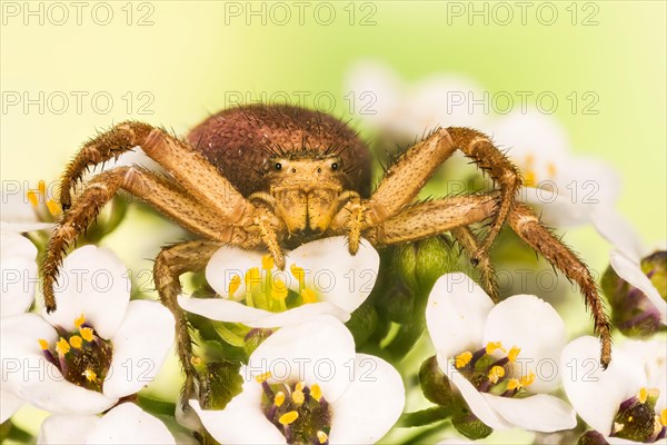 Macro Focus Stacking portrait of Common Crab Spider