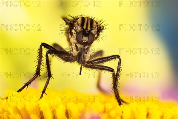 Macro focus stacking portrait of Dance fly