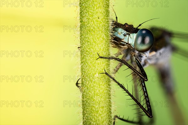 Macro Focus Stacking portrait of male of Emerald Damselfly