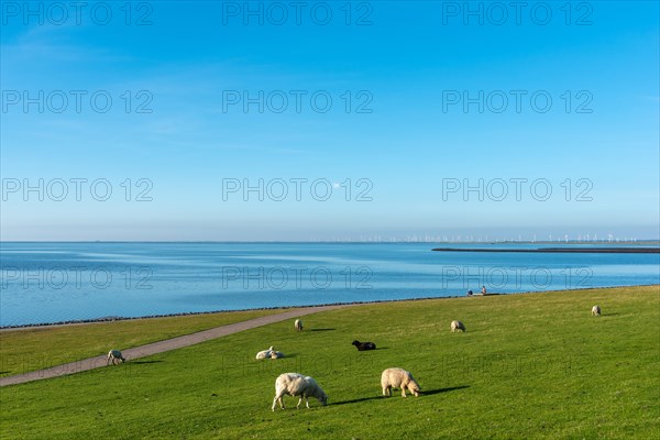Sheep grazing on salt marshes