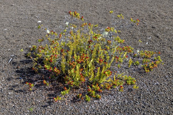 Pioneer plants on the Devastation Trail