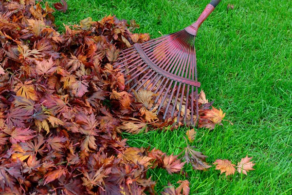 Leaf raking and autumn foliage