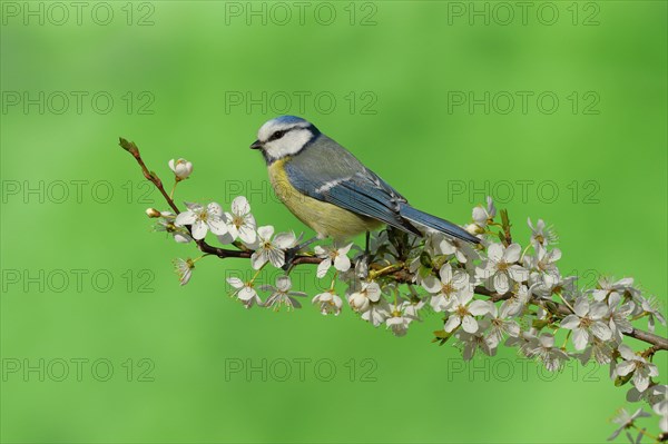 Blue tit