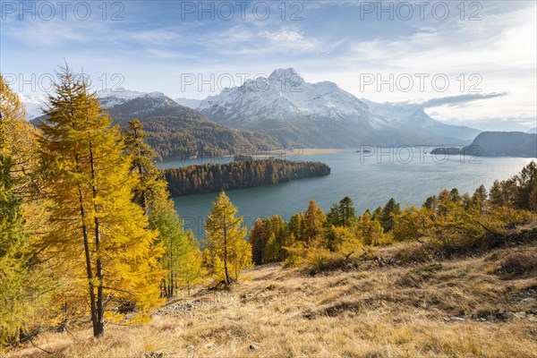 Autumnal larch forest with snow-covered mountains
