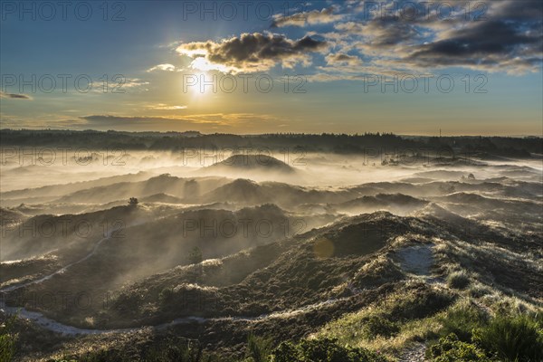 Wafts of mist in backlight over heath landscape