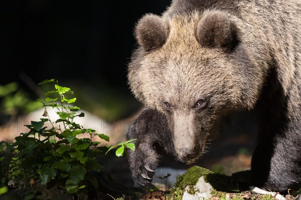 European brown bear