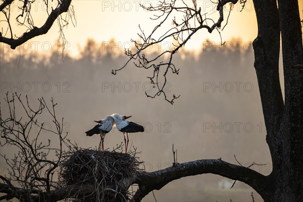 White Stork