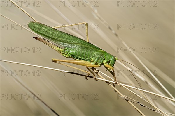 Great green hay horse