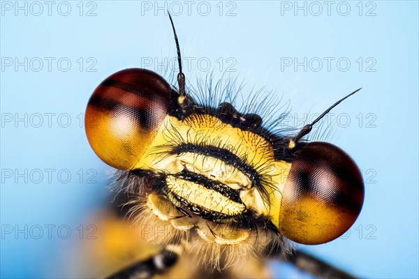 Macro Fucus Stacking portrait of male of Large Red Damselfly