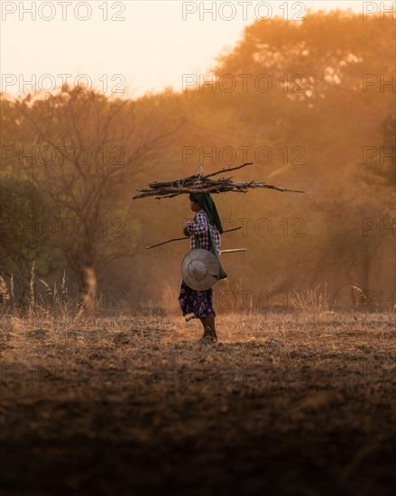 Shepherdess with sticks on her head walking on dry earth with dust during sunset