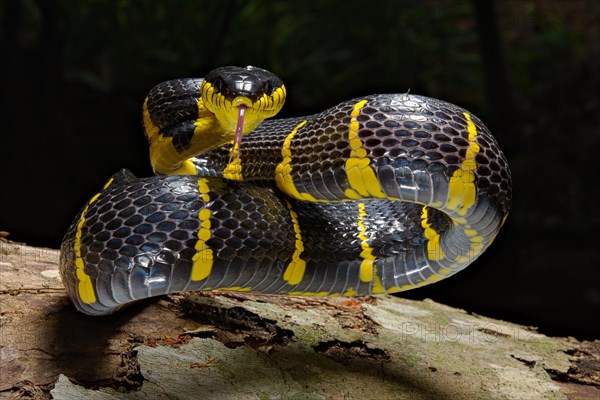 Mangrove snake