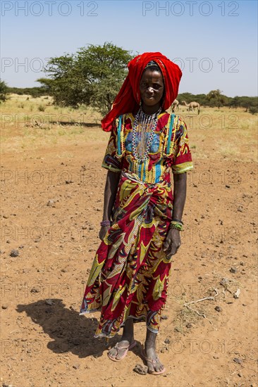 Colourful dressed woman travels with a caravan of Peul nomads and their animals in the Sahel of Niger