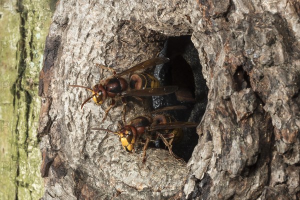 European hornet