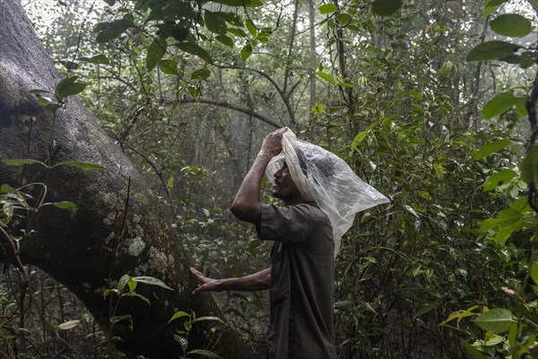 Honey collector waits for his partner at the foot of the tree