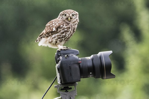 Little Owl