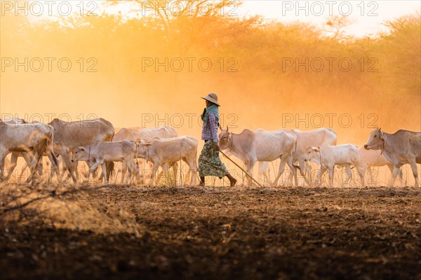 Shepherdess with herd of cattle walking on dry earth with dust during sunset