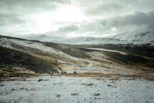 A horse grazing on a plateau in the Walkhan Corridor