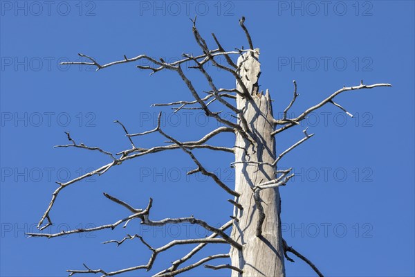 Dead spruces after bark beetle infestation on the mountain Lusen