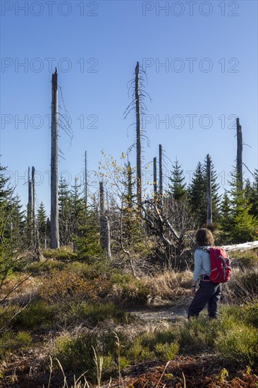 Dead spruces after bark beetle infestation on the mountain Lusen