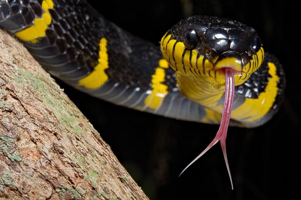 Mangrove snake