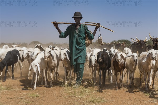 Caravan of Peul nomads with their animals in the Sahel of Niger