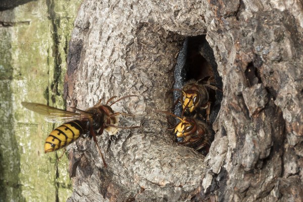 European hornet