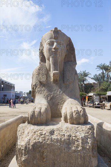 The Memphis sphinx