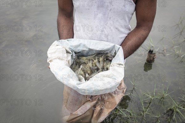 A man looks at harvested shrimps