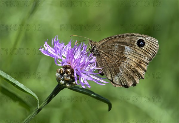 Carrot butterfly