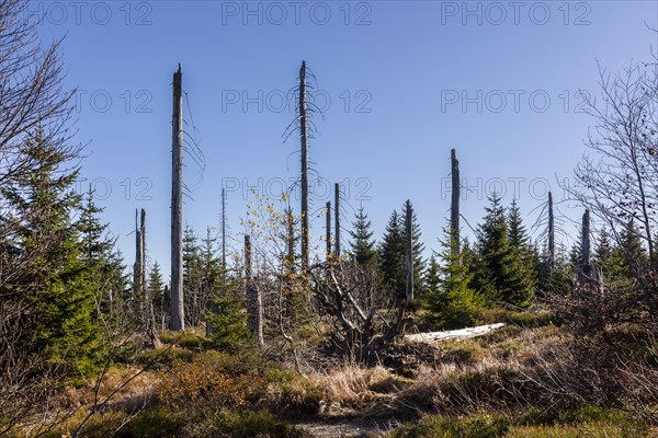 Dead spruces after bark beetle infestation on the mountain Lusen