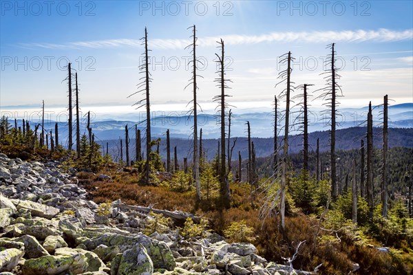 Dead spruces after bark beetle infestation on the mountain Lusen