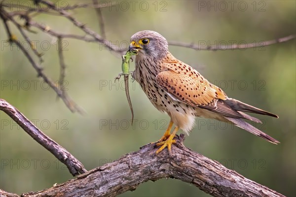 Common Common Kestrel