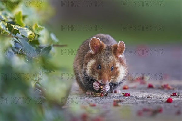 European hamster