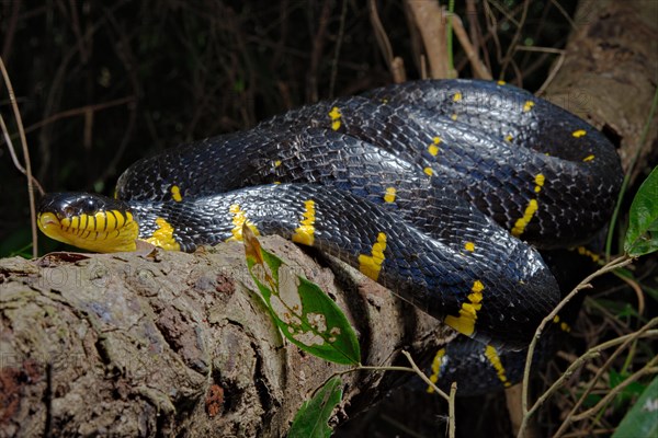 Mangrove snake