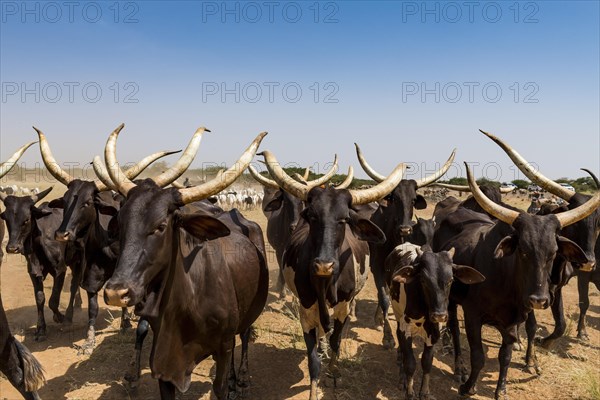 Caravan of Peul nomads with their animals in the Sahel of Niger