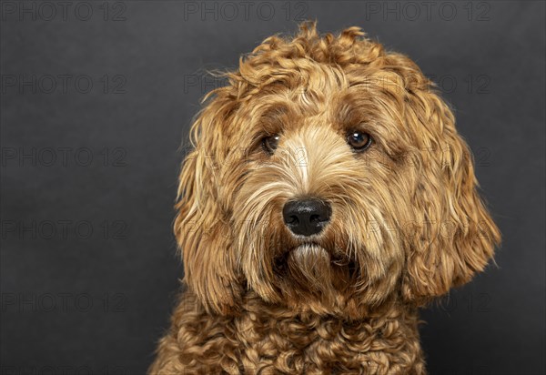 Original Australia Labradoodle in medium